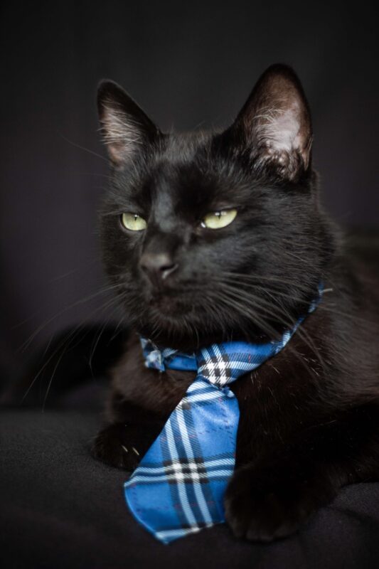 Un gato con corbata disfrazado para disfrutar Halloween