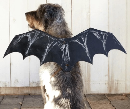 Las alas de murciélago es uno de los disfraces más fácil de hacer para Halloween