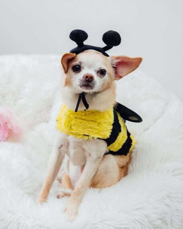 Disfraz de abeja para perros