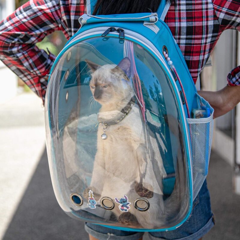 Un tipo de mochila burbuja para gatos