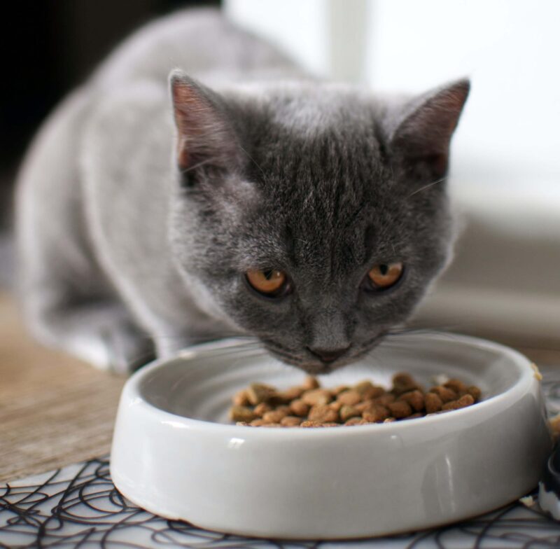 Existe cierto tipo de comida que debe comer un gato esterilizados