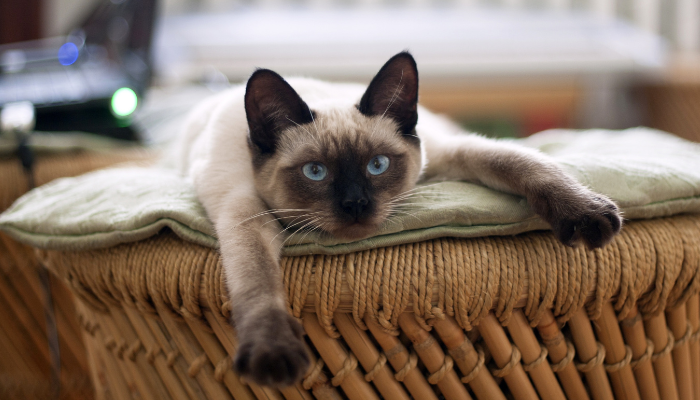 Los gatos solos en casa pueden ser problematicos
