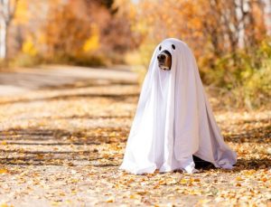 Un perro disfrazado de fantasma de mascotas