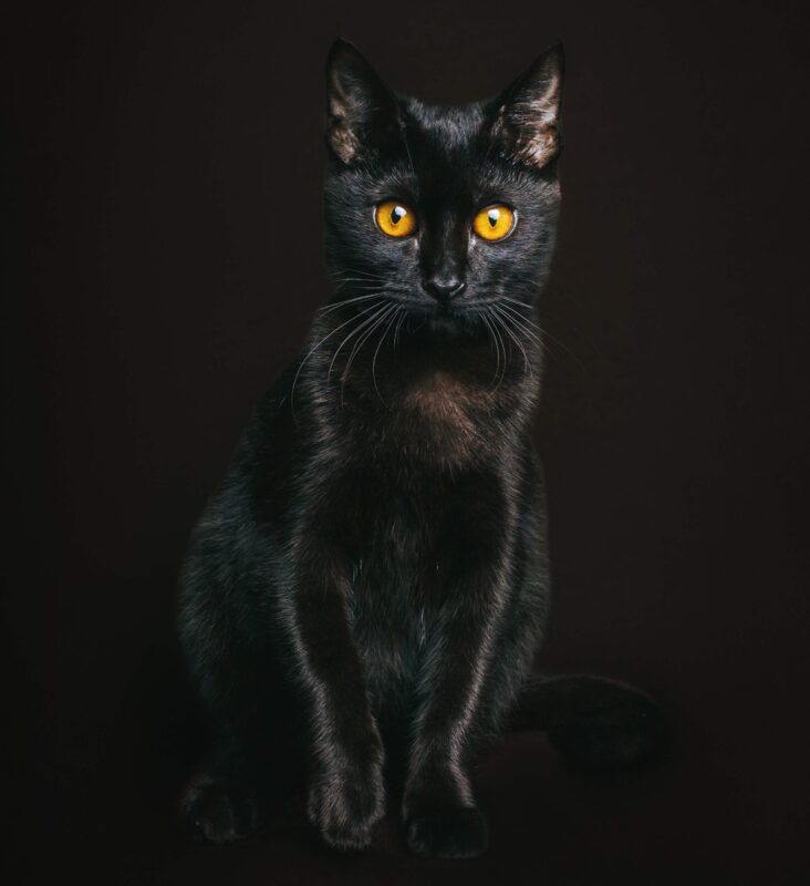 Existen muchas supersticiones alrededor de los gatos negros
