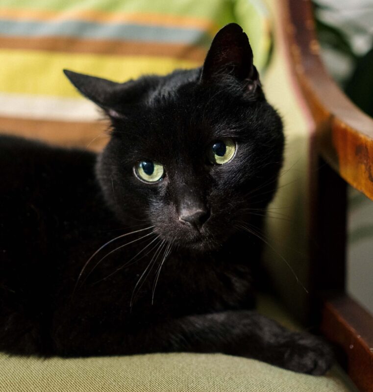 el gato negro tiene la palabra superstición asociada