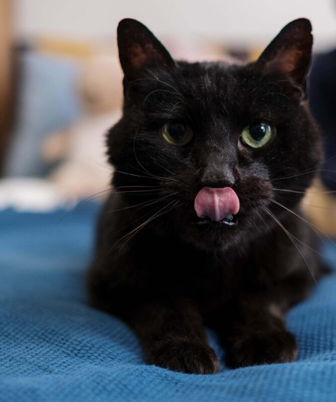 hay muchas supersticiones alrededor de los gatos negros