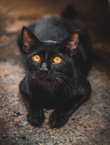 Siempre ha habido una relación entre la historia del halloween y los gatos negros