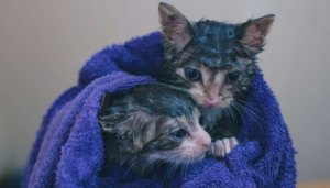 Hay medidas para rescatar animales de la calle