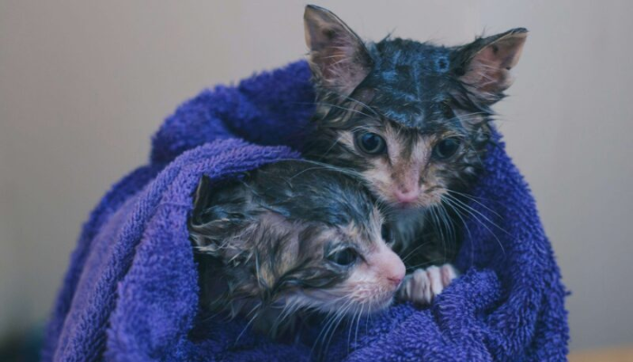 Hay medidas para rescatar animales de la calle