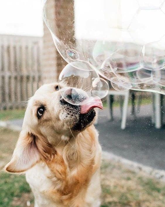Un perro disfrutando de su burbujas