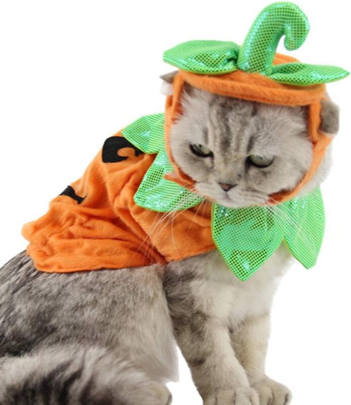 Gato disfrazado de calabaza