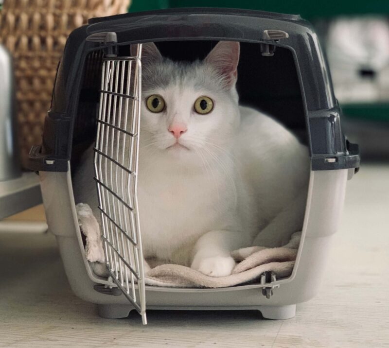 Gato dentro de kennel para mascotas