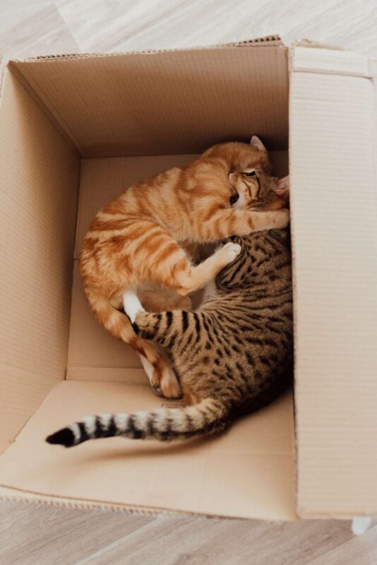 Dos gatos jugando dentro de su caja