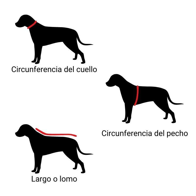 Medidas importantes para tomar en los perros