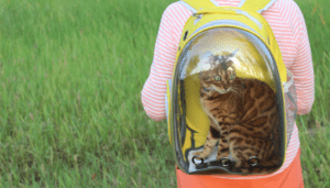 Las mochila burbuja para gatos pueden ser muy útiles durante viajes largos