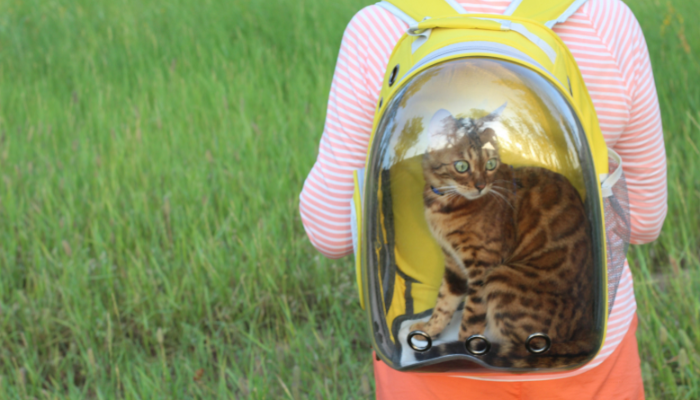 Las mochila burbuja para gatos pueden ser muy útiles durante viajes largos