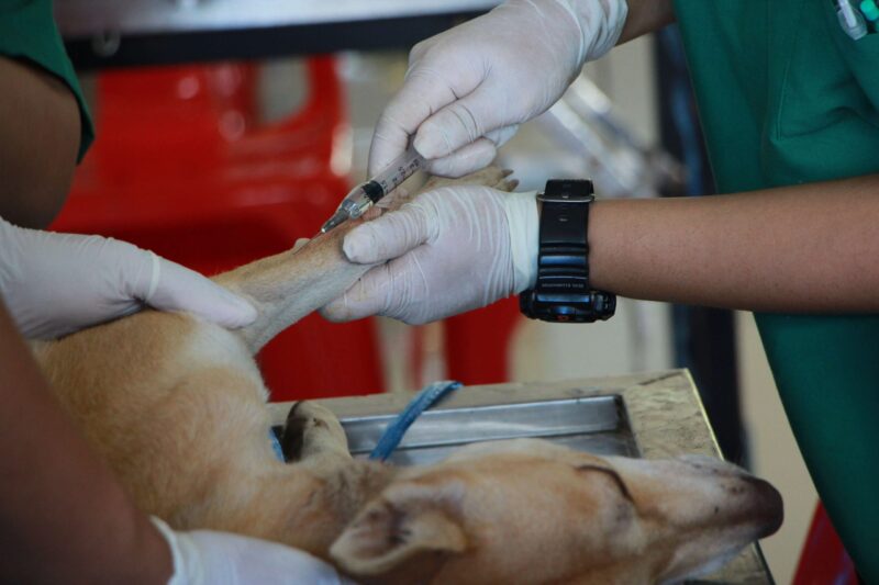 Una mascota siendo tratada por la rabia en perros