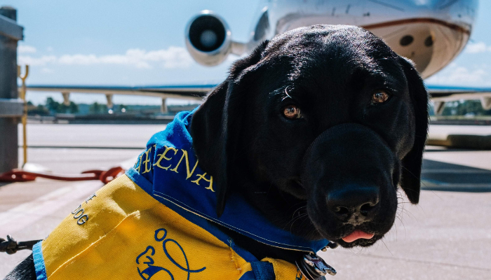 Un perro preparado para volar en un avión