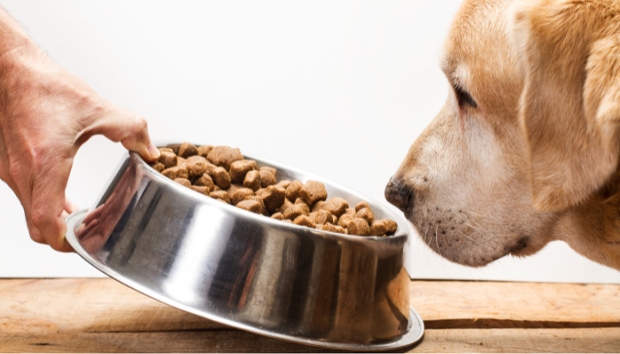 Hay marcas recomendadas de alimentos para perros