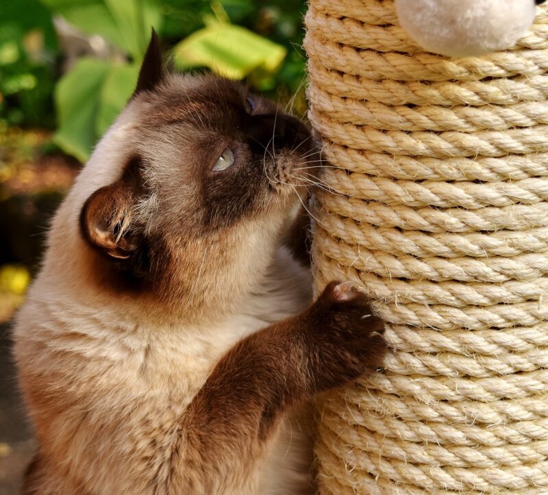 Un juguete casero que puede construir para tu gato, es un rascador con sisal