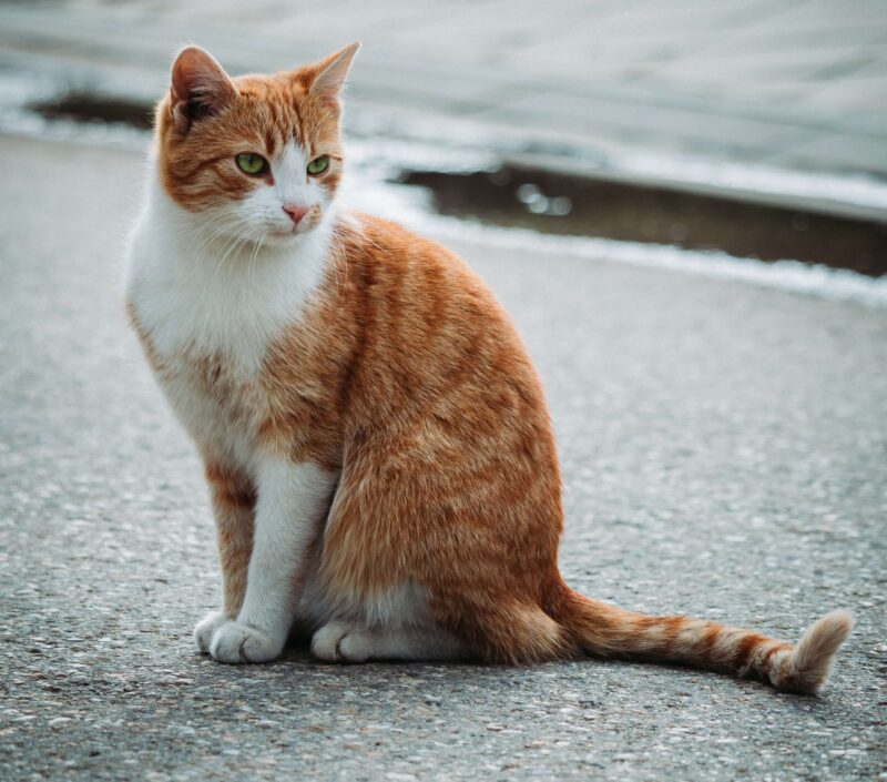 La mayoría de los gatos naranja son machos
