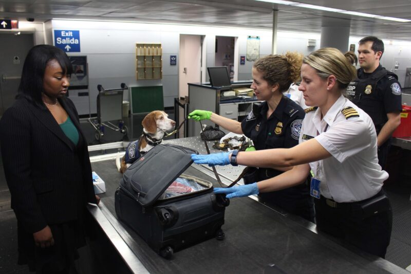 Para viajar con tu mascota en avión debes tomar las medidas necesarias