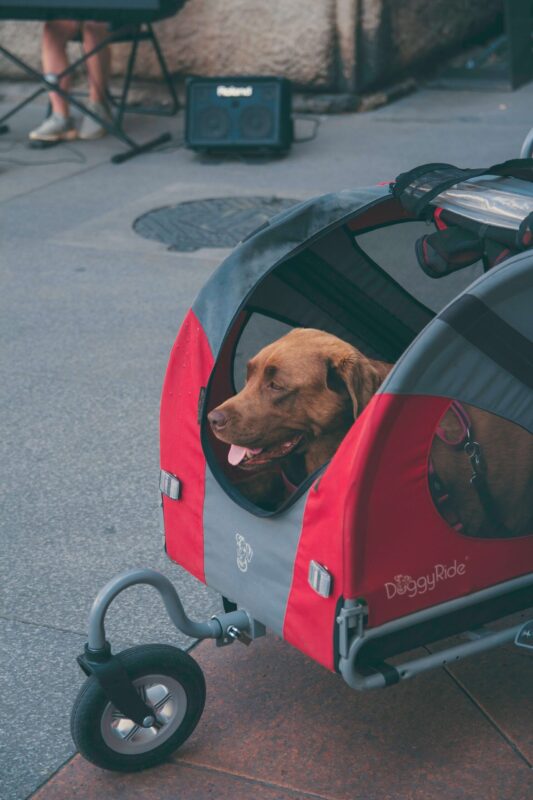 Perro en un transporte de mascotas ideal para viajes