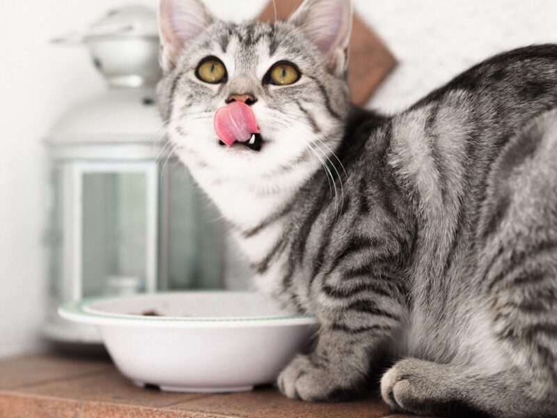 La comida húmeda trae muchos beneficios para los gatos