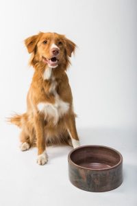 La dieta blanda para perros puede ayudarlos durante enfermedades