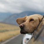 En Perú puedes viajar con tu perro en bus