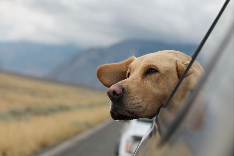 En Perú puedes viajar con tu perro en bus