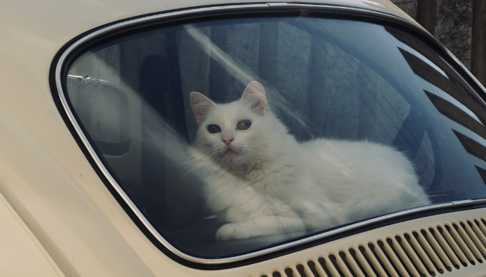 Puedes viajar con tu gato en auto si tomas precauciones