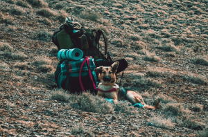 Es posible que viajes con tu perro por todo Perú