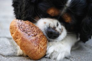 Algunos perros pueden comer pan