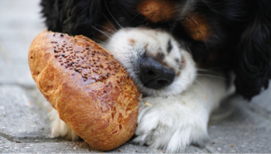 dependiendo del tipo de perro, algunos pueden comer pan