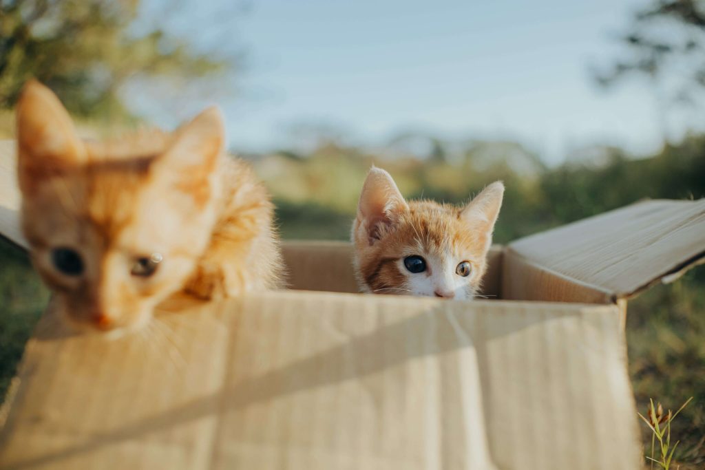 A los gatos les gustan las cajas