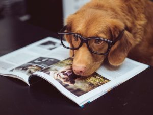 Existen libros para mascotas muy populares