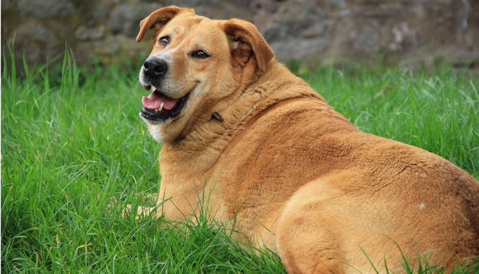 Hay que vigilar de cerca la obesidad en perros