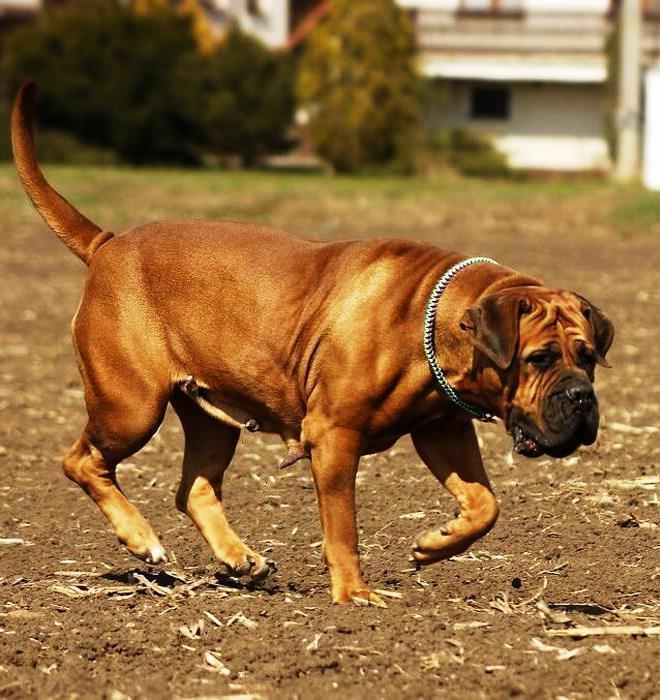 El Boerboel es un perro sudafricano muy eficiente como perro vigilante de una raza poderosa