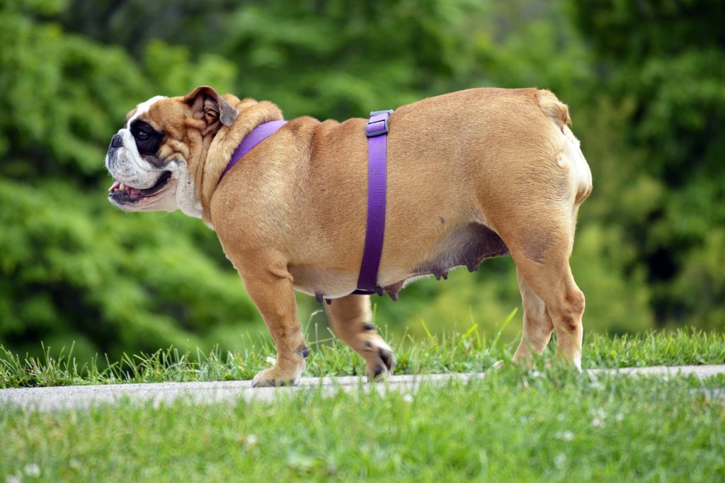Algunos perros sufren con la obesidad