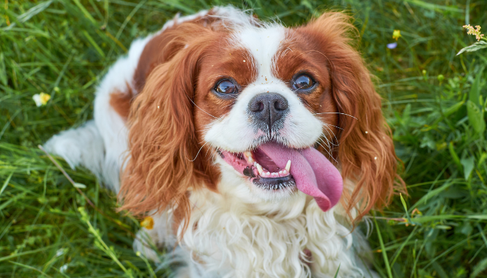 Los Cavalier King Charles Spaniel son ideales para los adultos mayores