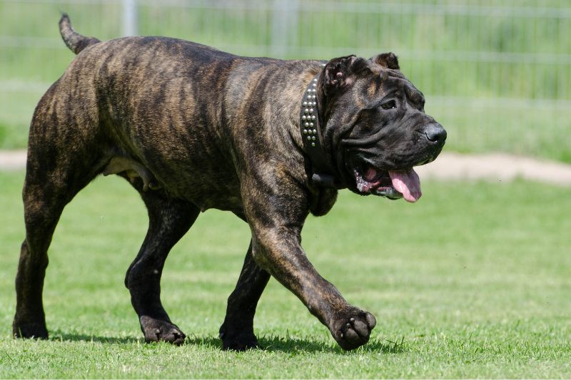 Dogo Canario, Mastin Canario o Presa Canario es un perro poderoso de gran tamaño