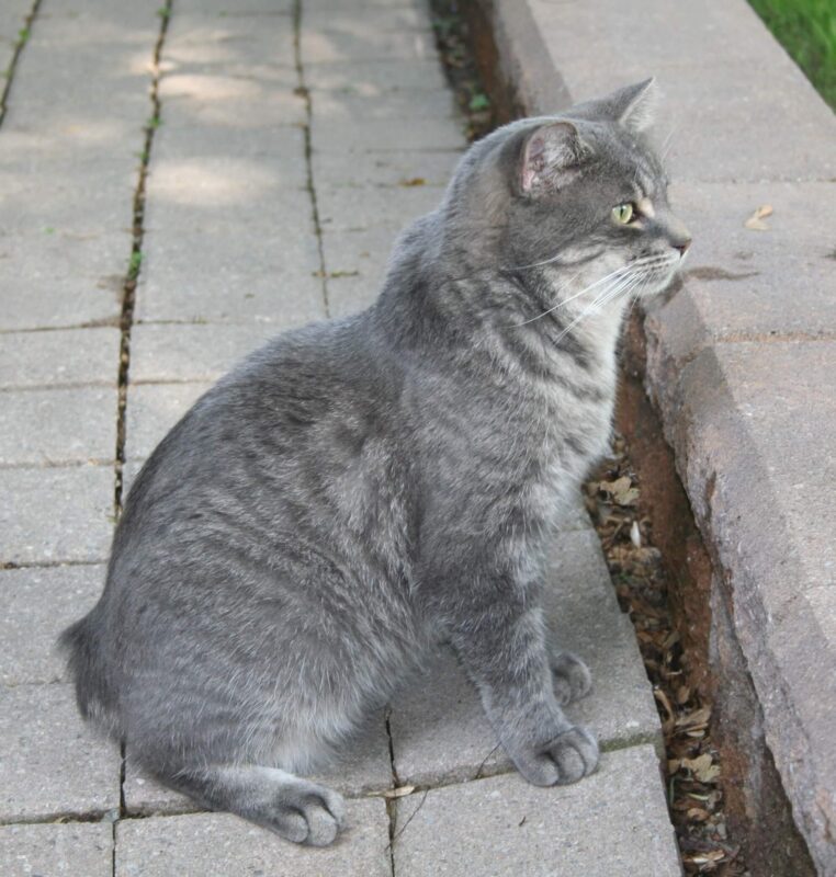 El Manx es una raza de gatos para niños muy tranquila