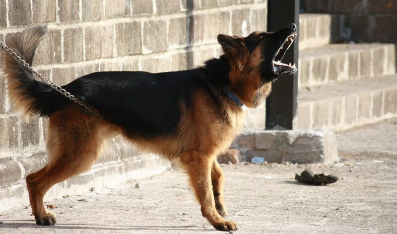 Los perros que ladran mucho tienen solución