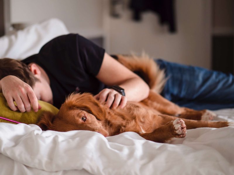 Los perros también pueden disfrutar dormir contigo