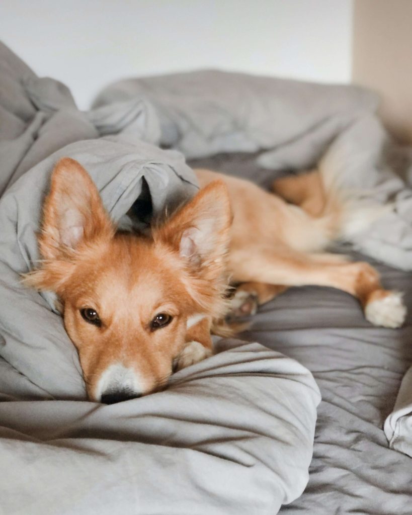 Un perro cómodo en una cama