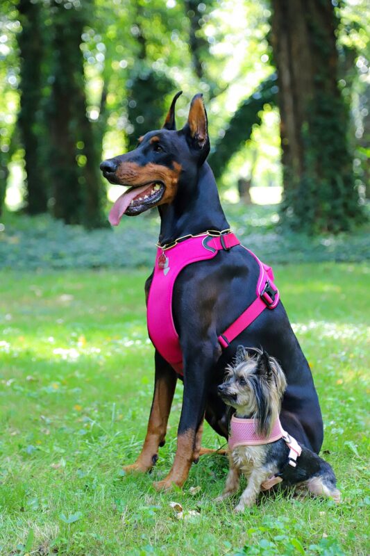 Dos perros de diferentes tamaños con arnés