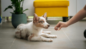 Los calmantes para perros pueden ser usados en situaciones de mucho estrés