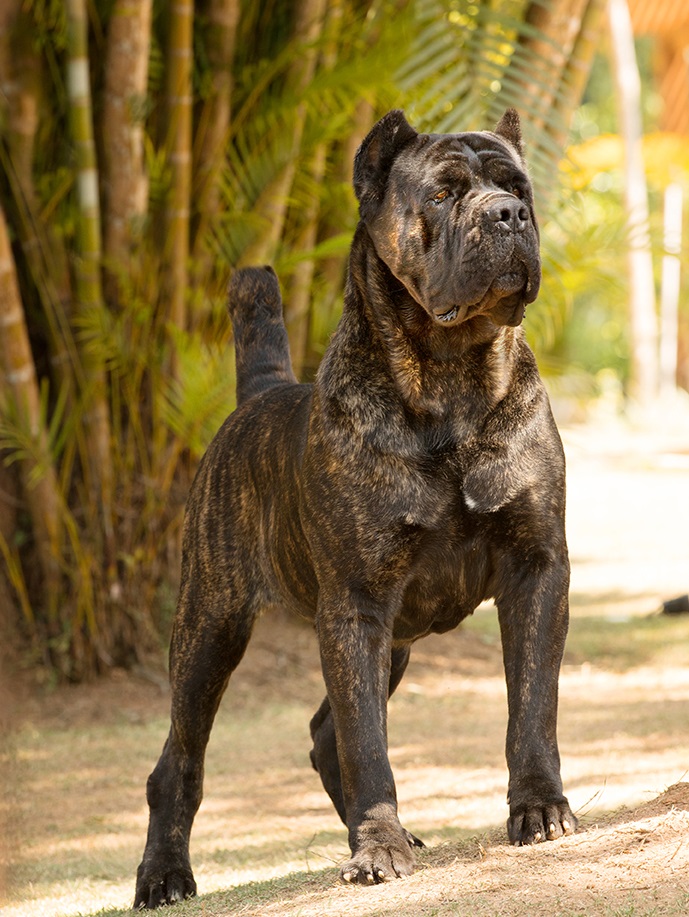 El Cane corso es una de las razas poderosas de perros por su tamaño