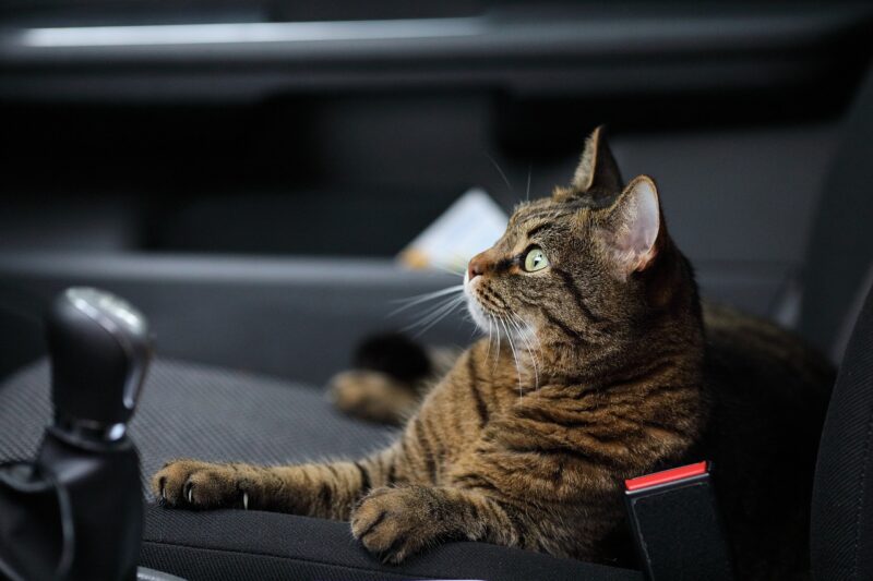 Se deben tomar precauciones para viajar con un gato en auto
